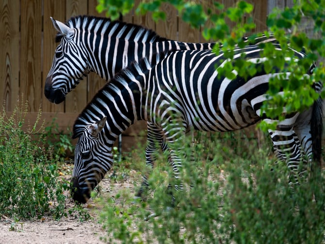 Austin Zoo